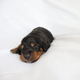 Chloe - Black and tan female Dachshund puppy in Fredericksburg, Ohio from William's Dachshunds