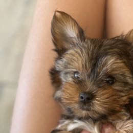 Yorkshire Terriers from Los Angeles Teacup Yorkie