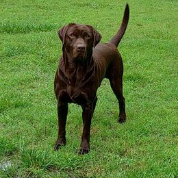 Mordecai James - Labrador Retriever