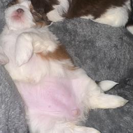 Shih Tzu Puppies from Wood Foo Breeders