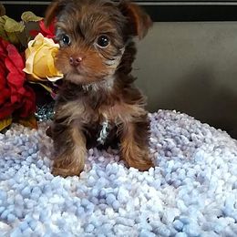 Shih Tzu and Yorkshire Terrier Puppies from Silver Bells Paw Prints