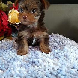 Shih Tzu and Yorkshire Terrier Puppies from Silver Bells Paw Prints