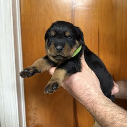 Boy 1 - Black and mahogany male Rottweiler puppy in Lima, Ohio from Vom Hause Bishop