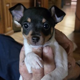 Randy - White black and tan male Toy Fox Terrier puppy in Wellborn, Florida from Roudee Dragontails