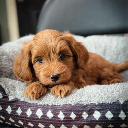 Bo Peep - Red  female Goldendoodle puppy in Wharton, Texas from Little Fur Friends