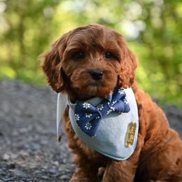 Cavapoo, Cockapoo, and Poodle Puppies from Heavenly Puppies to Love