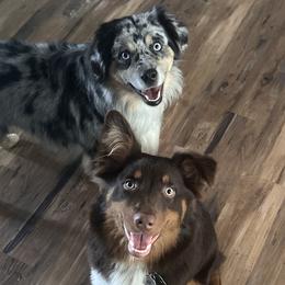 Miniature Australian Shepherds from Lighthouse Aussies