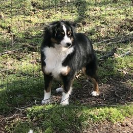 Whisper - Toy Australian Shepherd