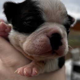Maggie's brindle girl - Brindle and white female Boston Terrier puppy in Yakima, Washington from Barnett’s AKC Boston Terriers