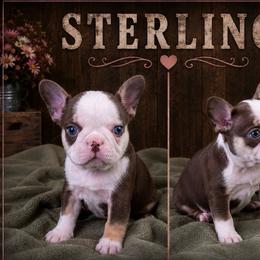 Husky boy 1 - Tricolors male French Bulldog puppy in Denison, Texas from Lovemyfrenchies – Stoddard Frenchbulldog's