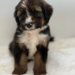 Chili - Sable male Bernedoodle puppy in Clermont, Florida from Shadow Bernedoodles & Dog Training