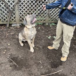 Cane Corso All Grown Up from Blue river kennels