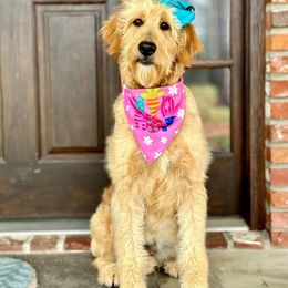 Bambi - Goldendoodle