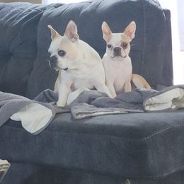 Boston Terrier and French Bulldog Puppies from Peachy Keen Bostons and Frenchies