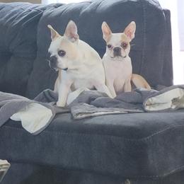 Boston Terrier and French Bulldog Puppies from Peachy Keen Bostons and Frenchies