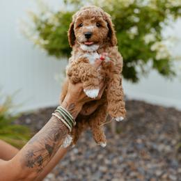Cavapoo Puppies from Mustard Seed Doodle Co.