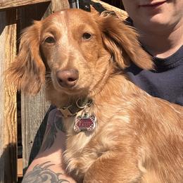 Fern - Dachshund