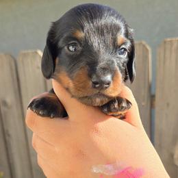 Ziggy - Black and cream male Dachshund puppy in Perris, California from Ohana_626_kennels