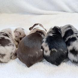 Miniature Australian Shepherd Puppies from Aussie Gems