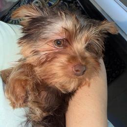 Wiskey To - Chocolate and tan male Yorkshire Terrier puppy in Fort Myers, Florida from Katherine’s Yorkies and Poodles