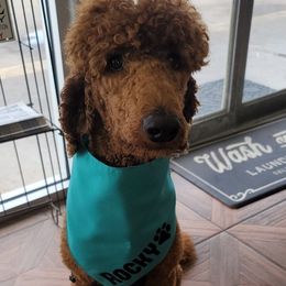 Poodle All Grown Up from Jiny's Red Standard Poodles