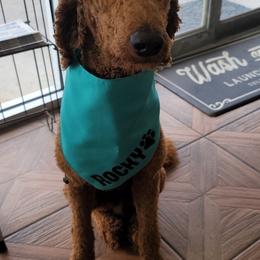 Poodle All Grown Up from Jiny's Red Standard Poodles