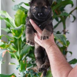 Ember - Sable female German Shepherd puppy in Coarsegold, California from Yosemite Shepherds