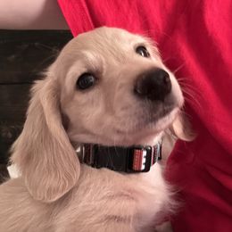 Dachshunds from Mavericks Mini Dachshunds