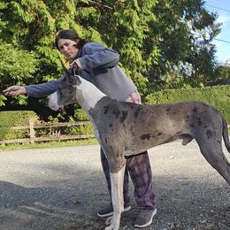Cardigan Welsh Corgis and Great Danes from McOwen Kennels