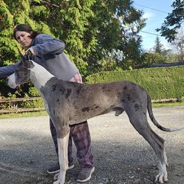 Cardigan Welsh Corgis and Great Danes from McOwen Kennels