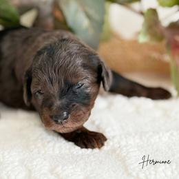 Hermione F1b - Merle female Cavapoo puppy in Wamego, Kansas from Doodles of Oz