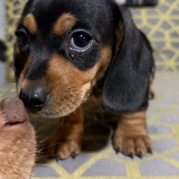 Mary - Black and tan female Dachshund puppy in Hardy, Arkansas from Tracy's Dachshunds