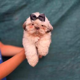 Joy - Chocolate and tan female Shih Tzu puppy in Azusa, California from RJ Shih Tzu lover