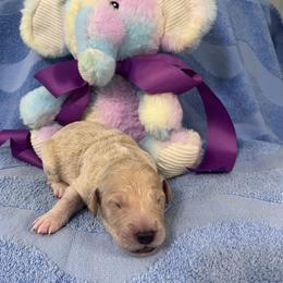 Ms. Purple - Cream female Goldendoodle puppy in Blue Springs, Missouri from Farmstead 51