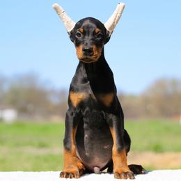 Rhaegar - 5350 - Black and rust male Doberman Pinscher puppy in Rockwall, Texas from Elitehaus