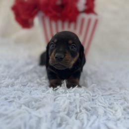 Bobby - Black and tan male Dachshund puppy in Colbert, Oklahoma from Brooke Crenshaw