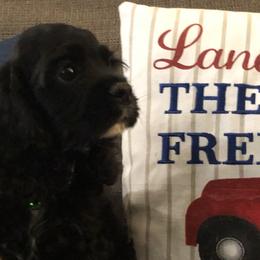 Cocker Spaniel Puppies from Anastasia Knight's Cocker Spaniels