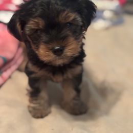 Yorkshire Terrier Puppies from My “T”ruly fine Yorkies