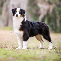 Pique - Australian Shepherd