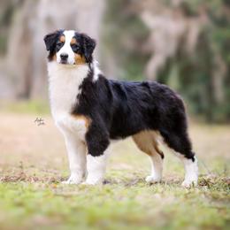 Pique - Australian Shepherd