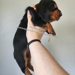 Orange collar - Black tan and white male Basset Hound puppy in Alton, Illinois from Show Me Great Danes and Basset Hounds
