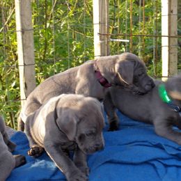 Great Dane Puppies from Coleridge Blue Great Danes