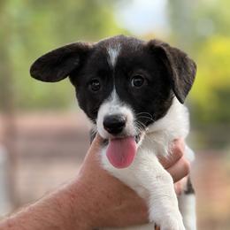 Brindle girl - Brindle and white female American Corgi puppy in Nashville, Arkansas from Whisenhunt Farms