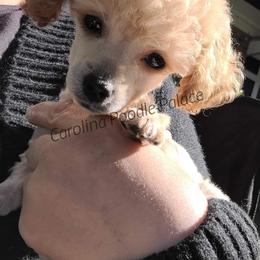 Poodle Puppies from Carolina Poodle Palace