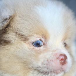 Sugar- Blue eyes AKC - Chocolate merle female Pomeranian puppy in Santa Rosa, California from Cute California Poms