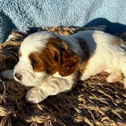 Padme - Blenheim female Cavapoo puppy in Fort Worth, Texas from Creekwood Miniature Cavapoos