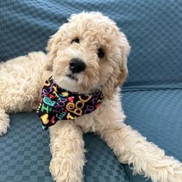 Black collar - Cream male Aussiedoodle puppy in Mount Ulla, North Carolina from Girls of anarchy farm