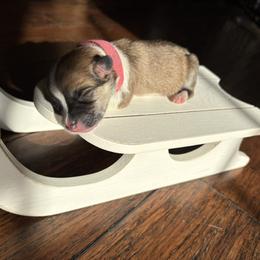 Pink Collar - Red female Pembroke Welsh Corgi puppy in Abingdon, Virginia from Em-K Kennels