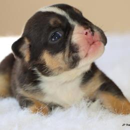 Hudson - Black tri-color male Bulldog puppy in Winnsboro, Texas from JP Ranch Bulldogs