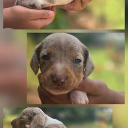 Dachshund puppies from Dixie Chic Frenchies & Dachshunds